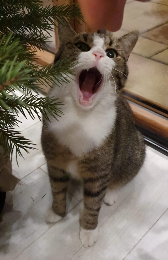kot z otwartą paszczą obok choinki